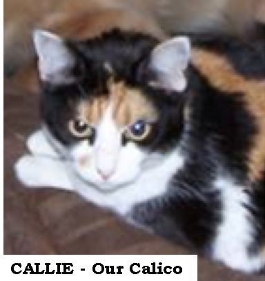 CALLIE - Our Calico