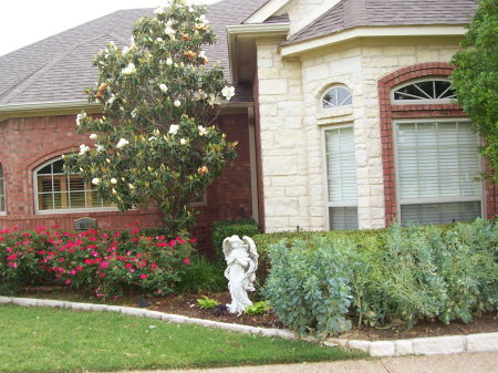 Magnolia tree and knockout roses.