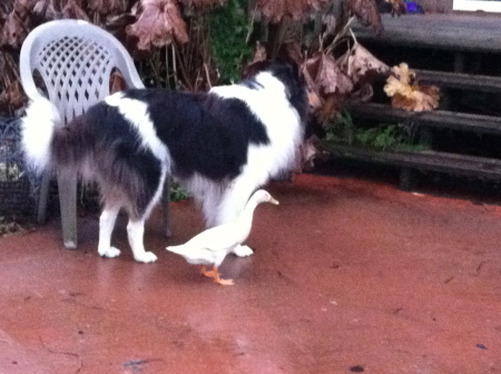 Jack and his duck Wilma