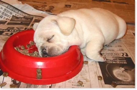 Never eat dinner before bedtime!