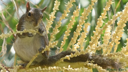 Gray Squirrel Eating a Palm Flower