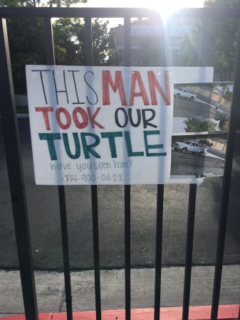 Turtle Thief