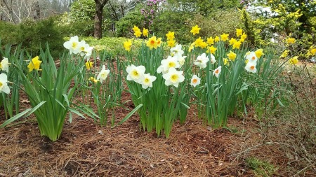 My biological sister Bev's front garden 