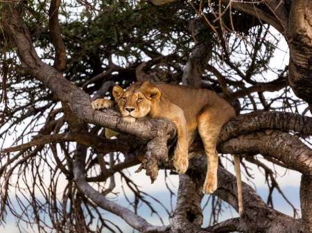 Tired Lioness