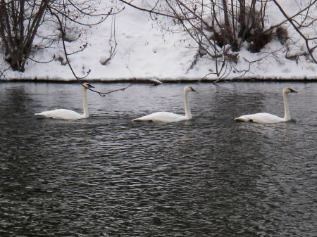 Trumpeter Trio