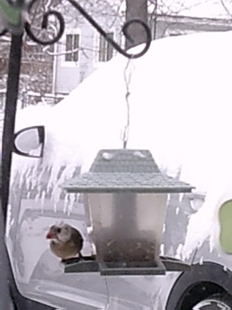 Female Cardinal with White Head