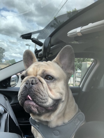 A car ride with Winston.