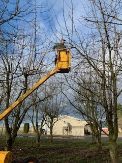 pruning Cherry Trees
