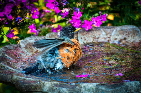 Andy Birrell's album, In Our Garden