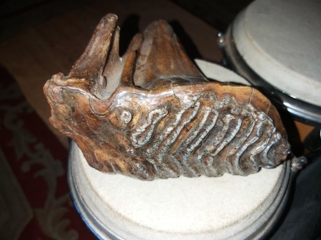 Mammoth Molar