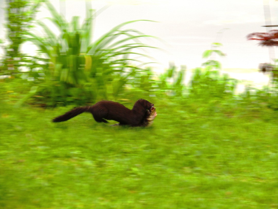 Mink with a chipmunk dinner!