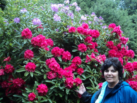 Rhodendums in Ireland