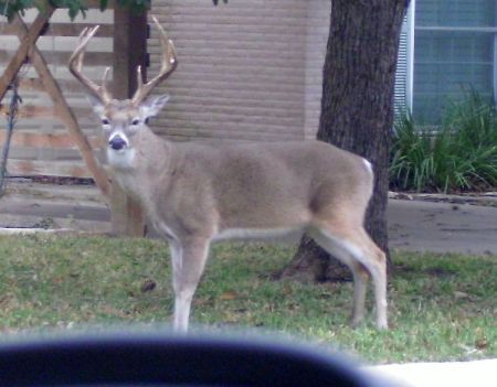 Got out of the car and this critter ate corn out of my hand ... was nervous, big rack of horns!