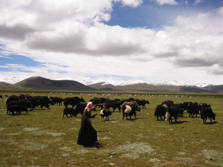 2005 Tibet nomads