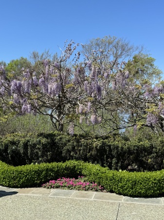 Wisteria at Dallas Arboretum 