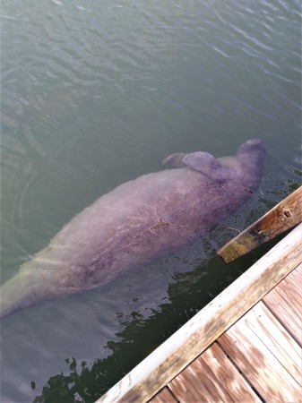 Lazy Manatee