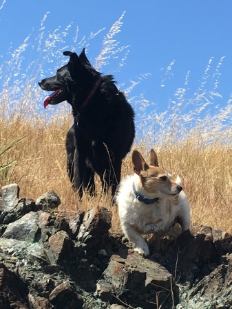 Cricket and Buddy, Central Coast Calif