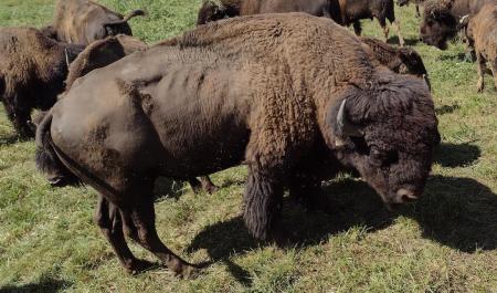 Big male bison!