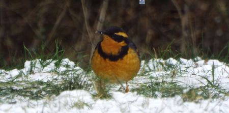 Varied Thrush in yard