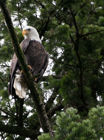 Bald Eagle taken in Idaho