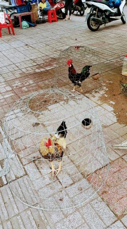 Free range chicken in Vietnam 