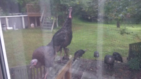 Turkeys on my rear deck