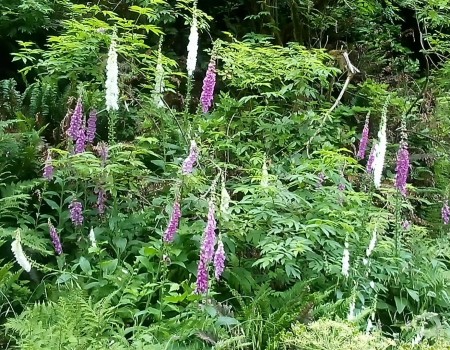 Wild flowers, wa