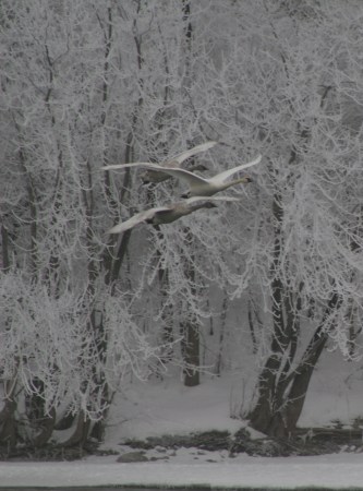 Trumpeter Swans