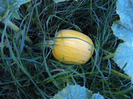 Hiding pumpkin!