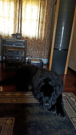 Cooper and my tunes