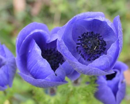 Blue Anemone