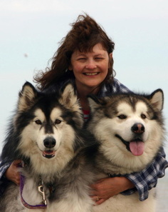 My Alaskan Malamutes