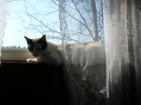 cat on windowsill 