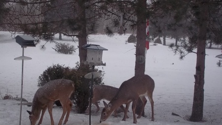 Everyday visitors at my home in Lunenburg On.
