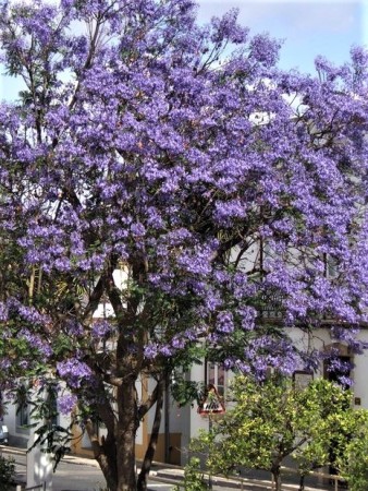 Jacaranda tree