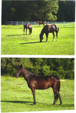 Velvet, Storm, and Red