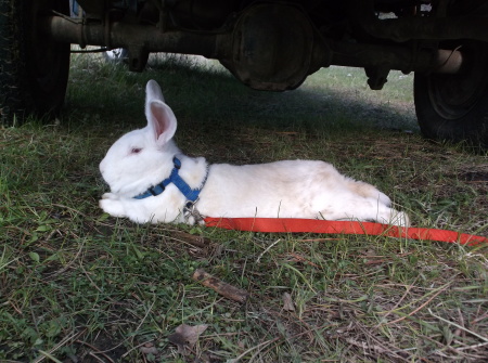  Winfield, Flemish Giant, 2019