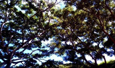 Tree Canopy Area