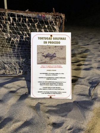 Turtle protection, San Carlis Senora Mexico