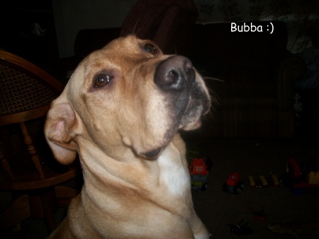 my dog Bubba