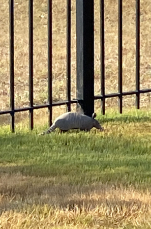 Armadilly in the house. 