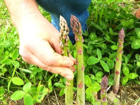 Picking Asparagus before school circa 1956