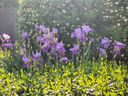 Irises in my Backyard