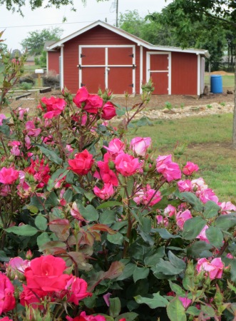 Carmel Brooks' album, Cleburne,Texas