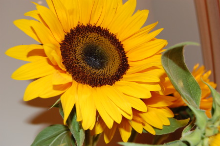 Photography  Sunflower