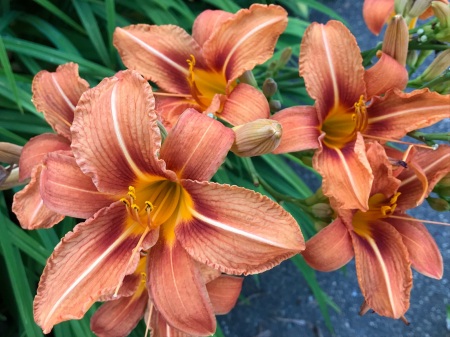 Lilies in the garden