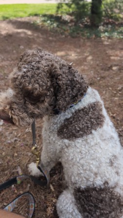 My best boy Mochi The Lagotto 