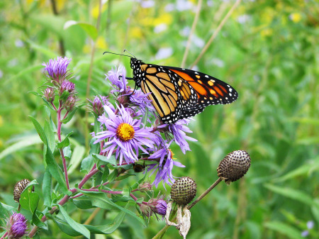 Wild Flower Fantasy