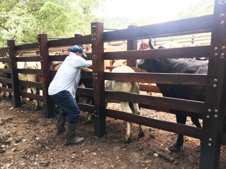 Vaccinating the cattle