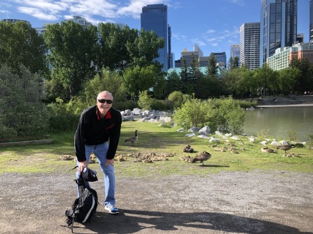 Baby geese in Calgary June 2020